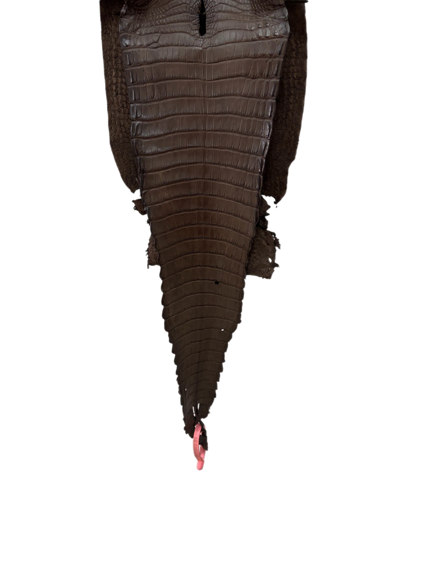 25 cm Grade 1/2 Nicotine Matte Farm-Raised American Alligator Leather - Tag: FL21-0025069