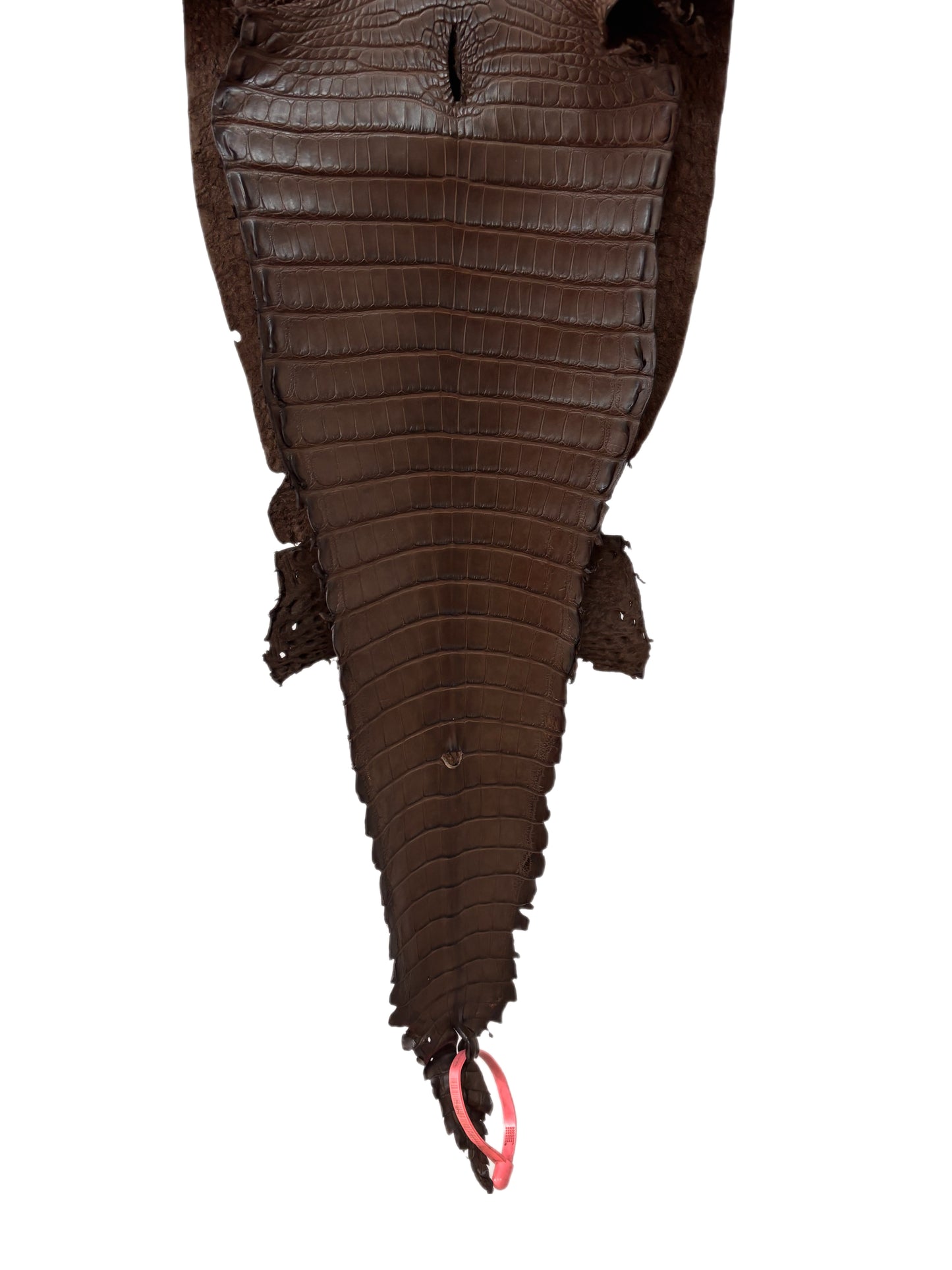27 cm Grade 1/2 Nicotine Matte Farm-Raised American Alligator Leather - Tag: FL21-0024710