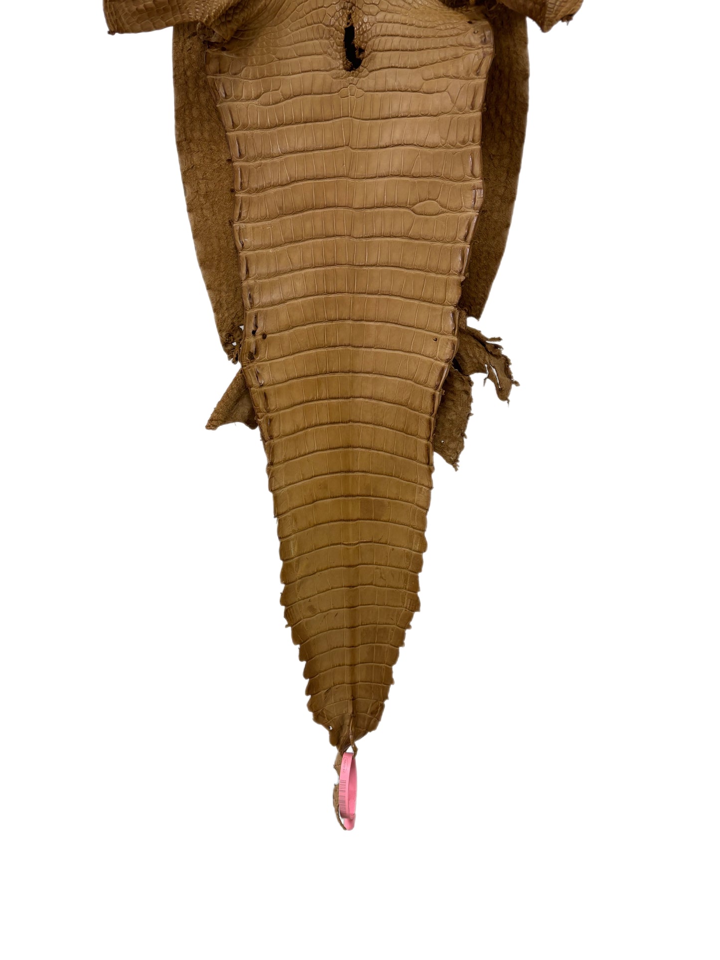 29 cm Grade 2/3 Antique Saddle Matte Farm-Raised American Alligator Leather - Tag: FL21-0023992