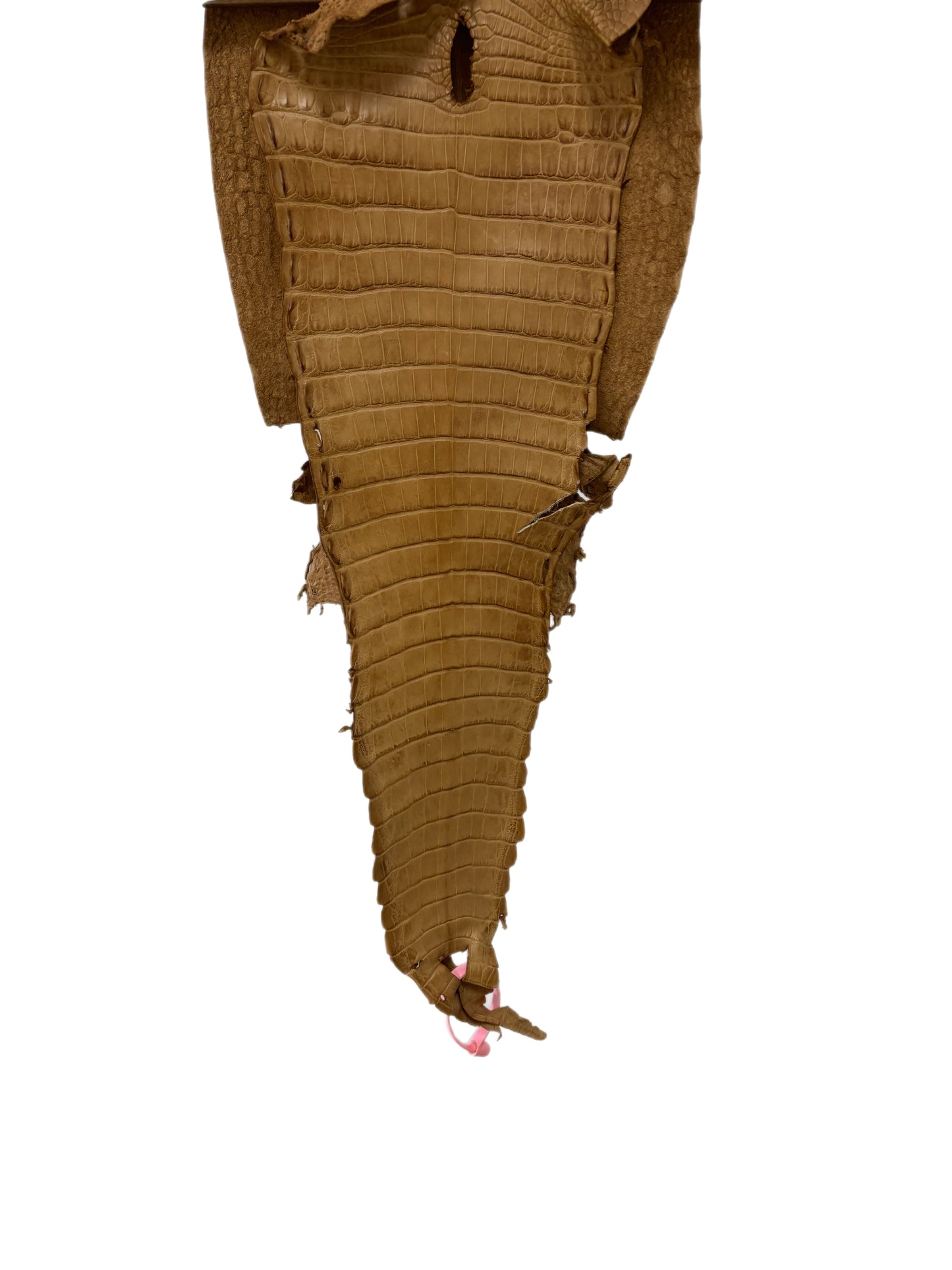 28 cm Grade 3/4 Antique Saddle Matte Farm-Raised American Alligator Leather - Tag: FL21-0024671