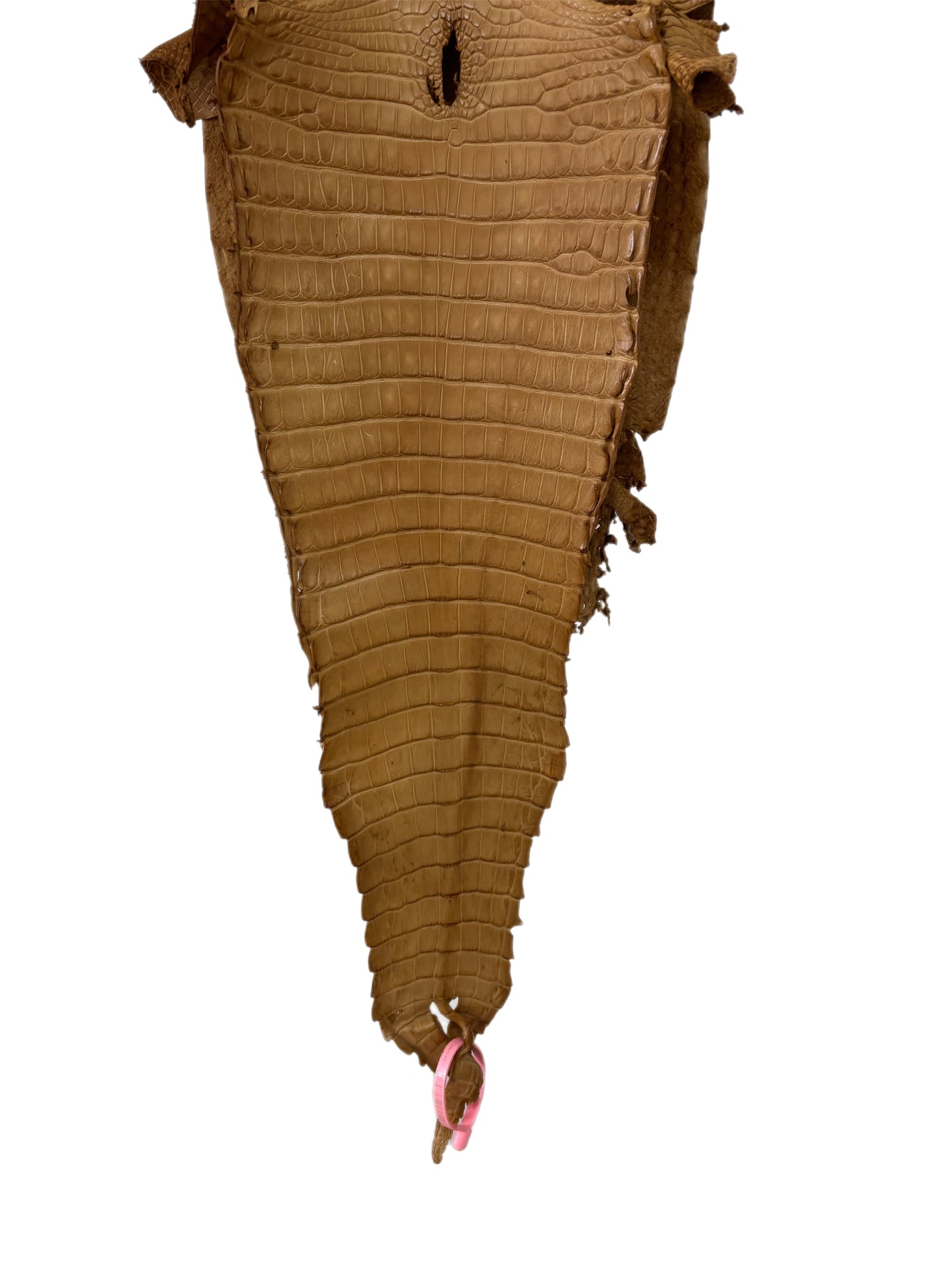 30 cm Grade 2/3 Antique Saddle Matte Farm-Raised American Alligator Leather - Tag: FL21-0024080
