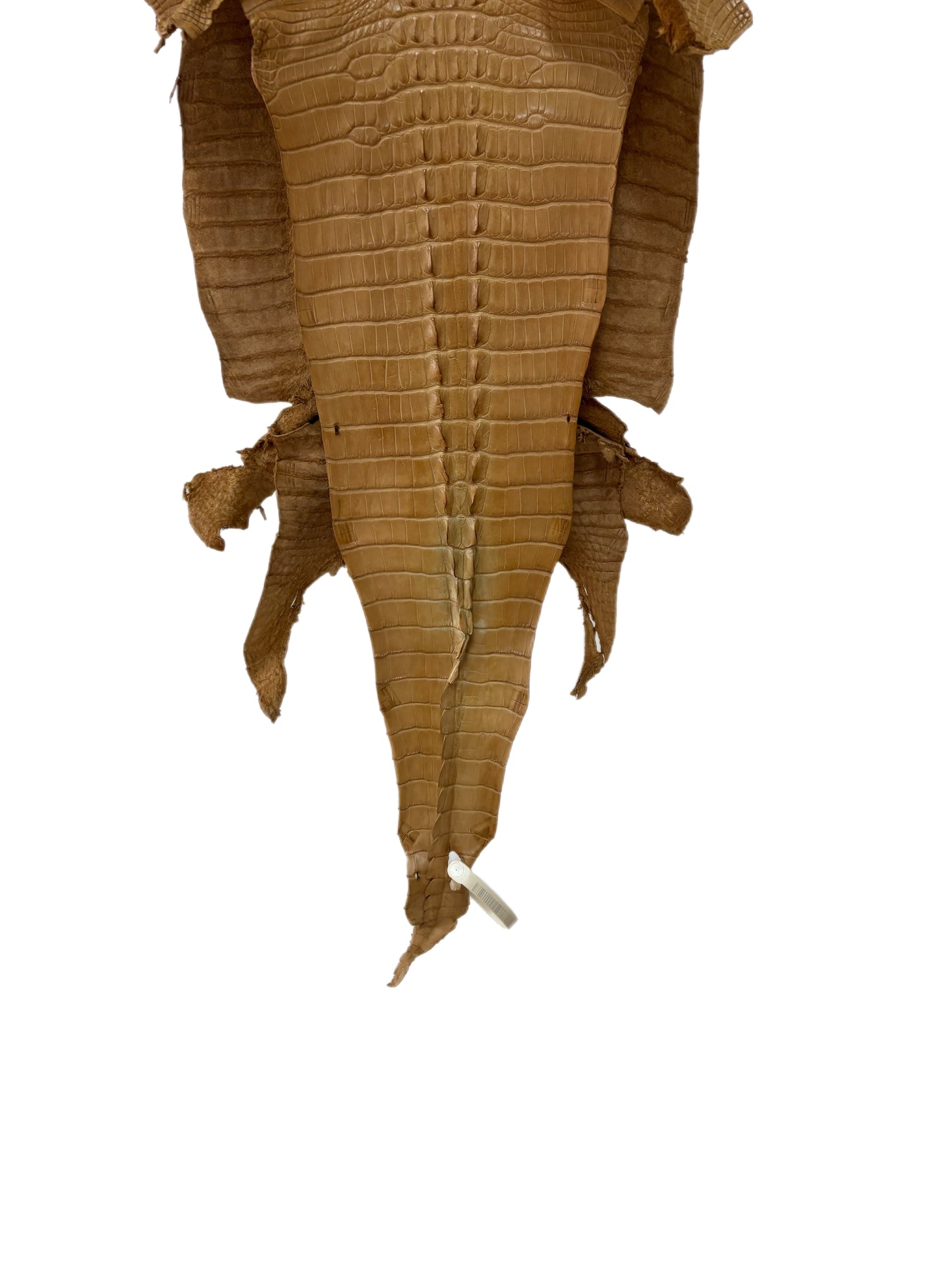 32 cm Grade 1/2 Antique Saddle Matte Farm-Raised American Alligator Hornback Leather - Tag: LA23-0377073
