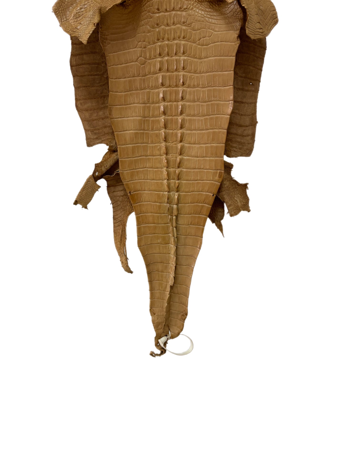 33 cm Grade 1/2 Antique Saddle Matte Farm-Raised American Alligator Hornback Leather - Tag: LA23-0377085