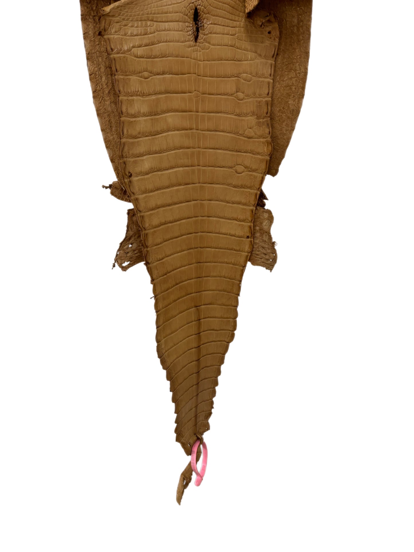 30 cm Grade 2/3 Antique Saddle Matte Farm-Raised American Alligator Leather - Tag: FL21-0024822