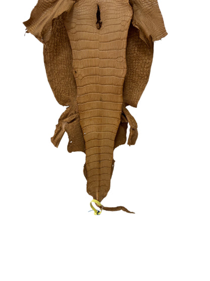 31 cm Grade 1/2 Antique Saddle Matte Wild American Alligator Leather - Tag: LA19-0037485