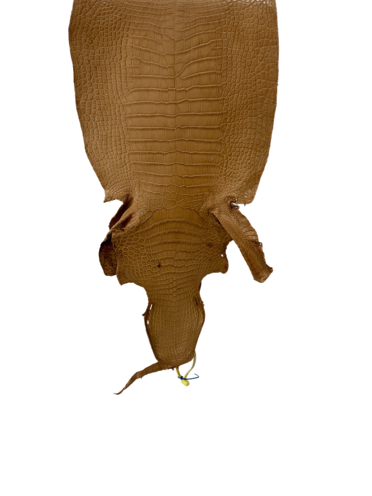 31 cm Grade 1/2 Antique Saddle Matte Wild American Alligator Leather - Tag: LA19-0037485