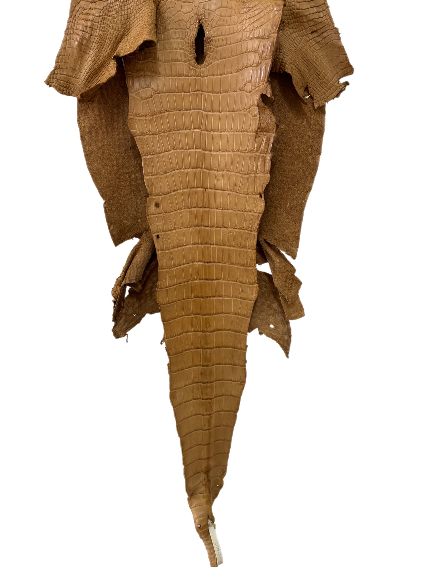 38 cm Grade 3/4 Antique Saddle Matte Wild American Alligator Leather - Tag: LA23-0022675
