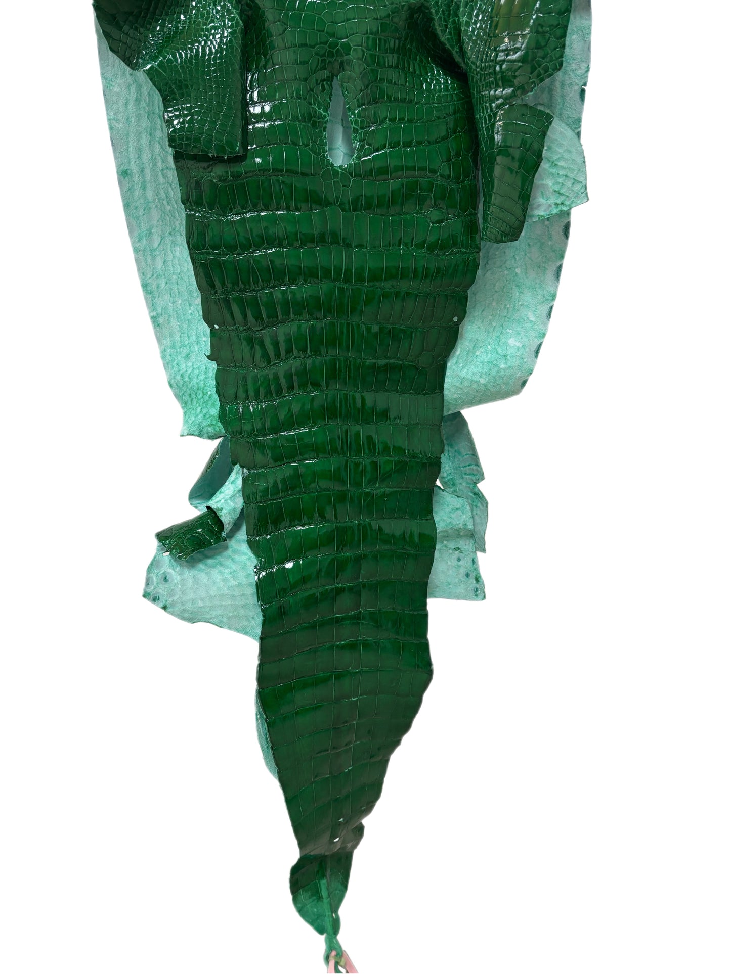 46 cm Grade 2/3 Kelly Green Glazed Wild American Alligator Leather - Tag: LA24-0025907
