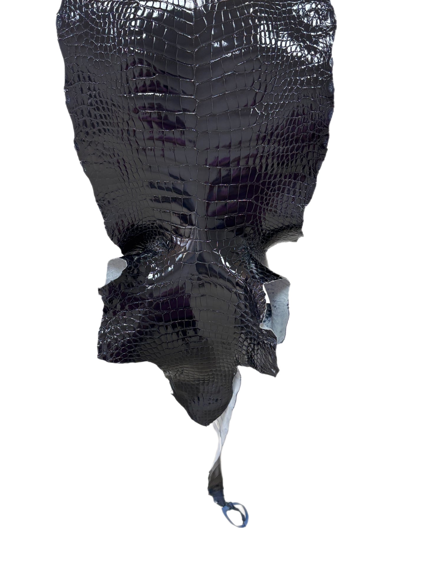35 cm Grade 1 Navy Blue Glazed Wild American Alligator Leather - Tag: LA23-0030924
