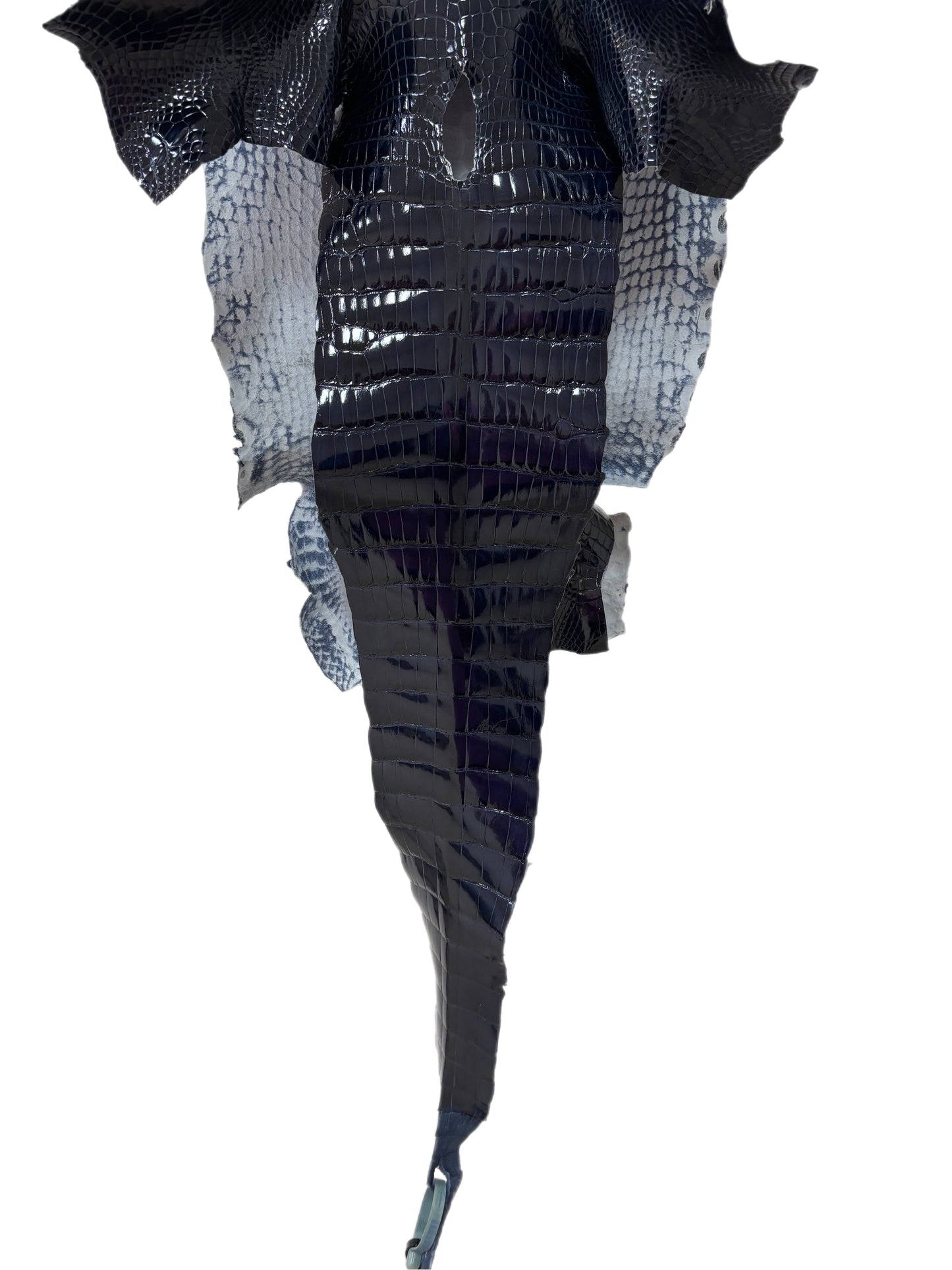 34 cm Grade 1/2 Navy Blue Glazed Wild American Alligator Leather - Tag: LA16-0036148