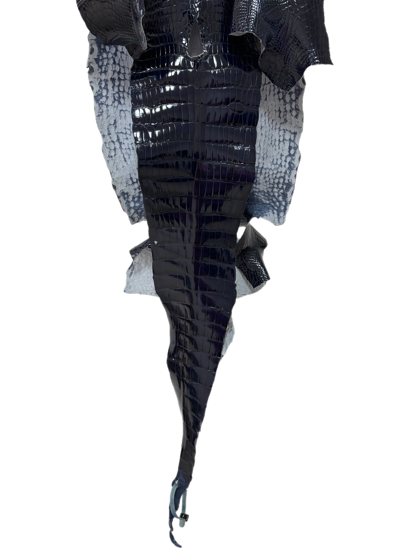 34 cm Grade 1/2 Navy Blue Glazed Wild American Alligator Leather - Tag: LA16-0036143
