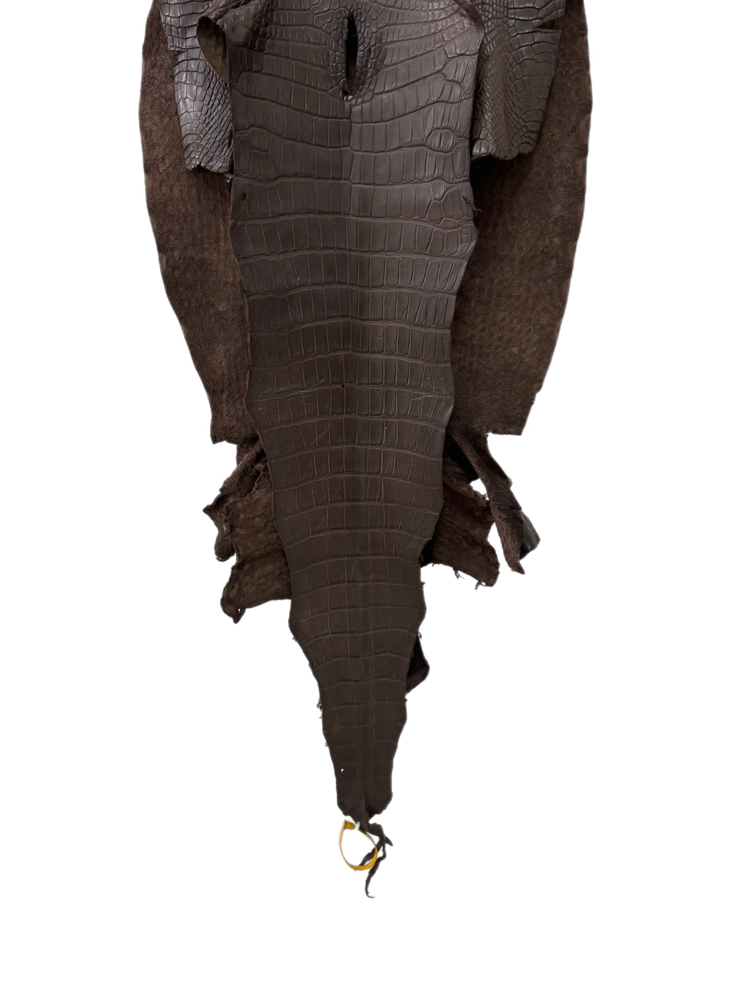 45 cm Grade 3/4 Kralle Brown Matte Wild American Alligator Leather - Tag: LA25-0008458