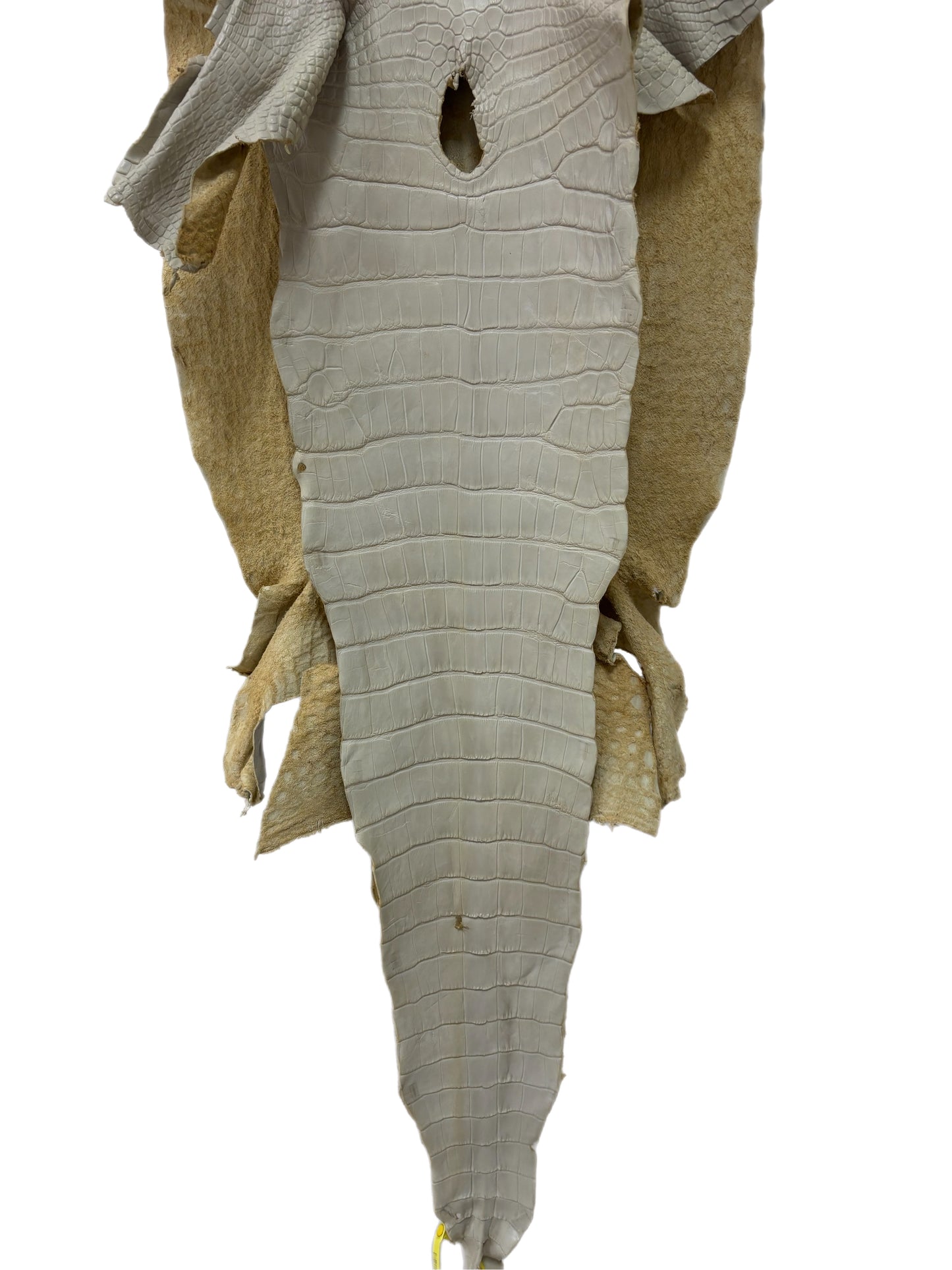 43 cm Grade 2/3 Dune Matte Wild American Alligator Leather - Tag: LA25-0009806