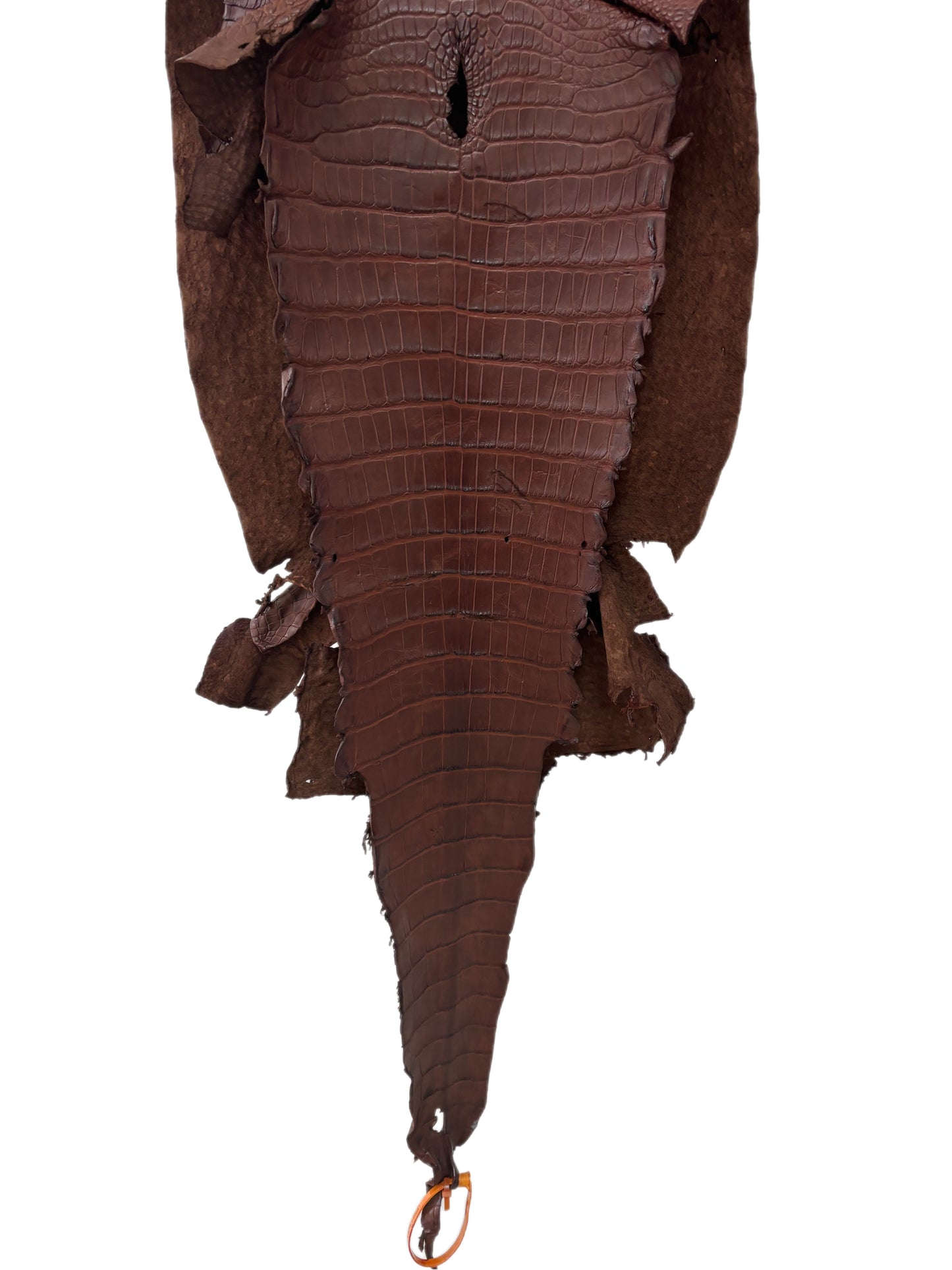 39 cm Grade 3/4 Chesnut Matte Wild American Alligator Leather - Tag: LA23-0050081