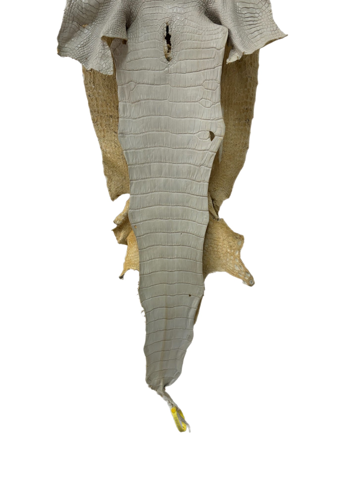 36 cm Grade 2/3 Dune Matte Wild American Alligator Leather - Tag: LA25-0008719