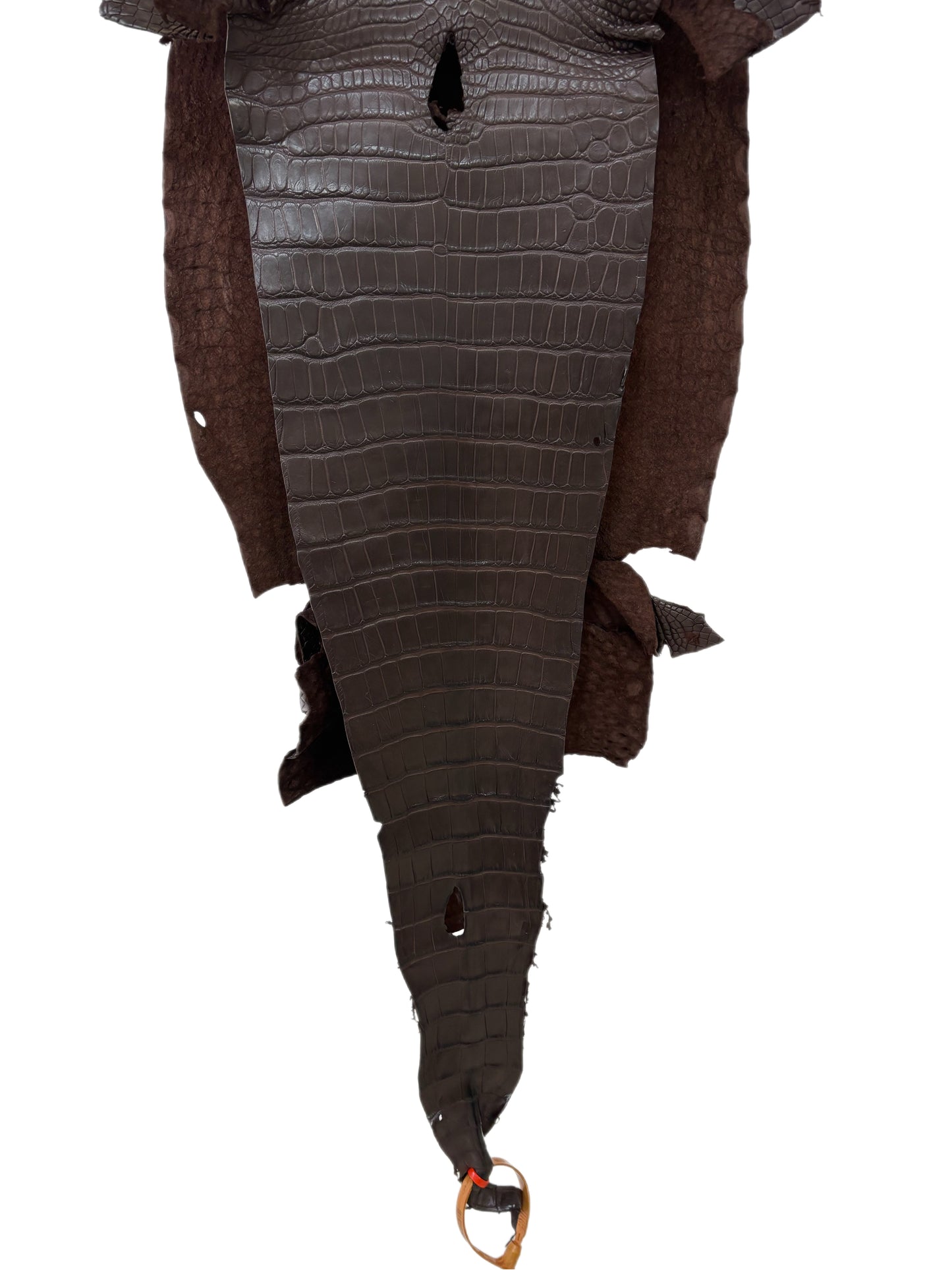 31 cm Grade 2/3 Chocolate Matte Farm-Raised American Alligator Leather - Tag: LA23-0531140