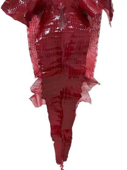 35 cm Grade 2/3 Red Glazed Wild American Alligator Leather - Tag: LA23-0022151