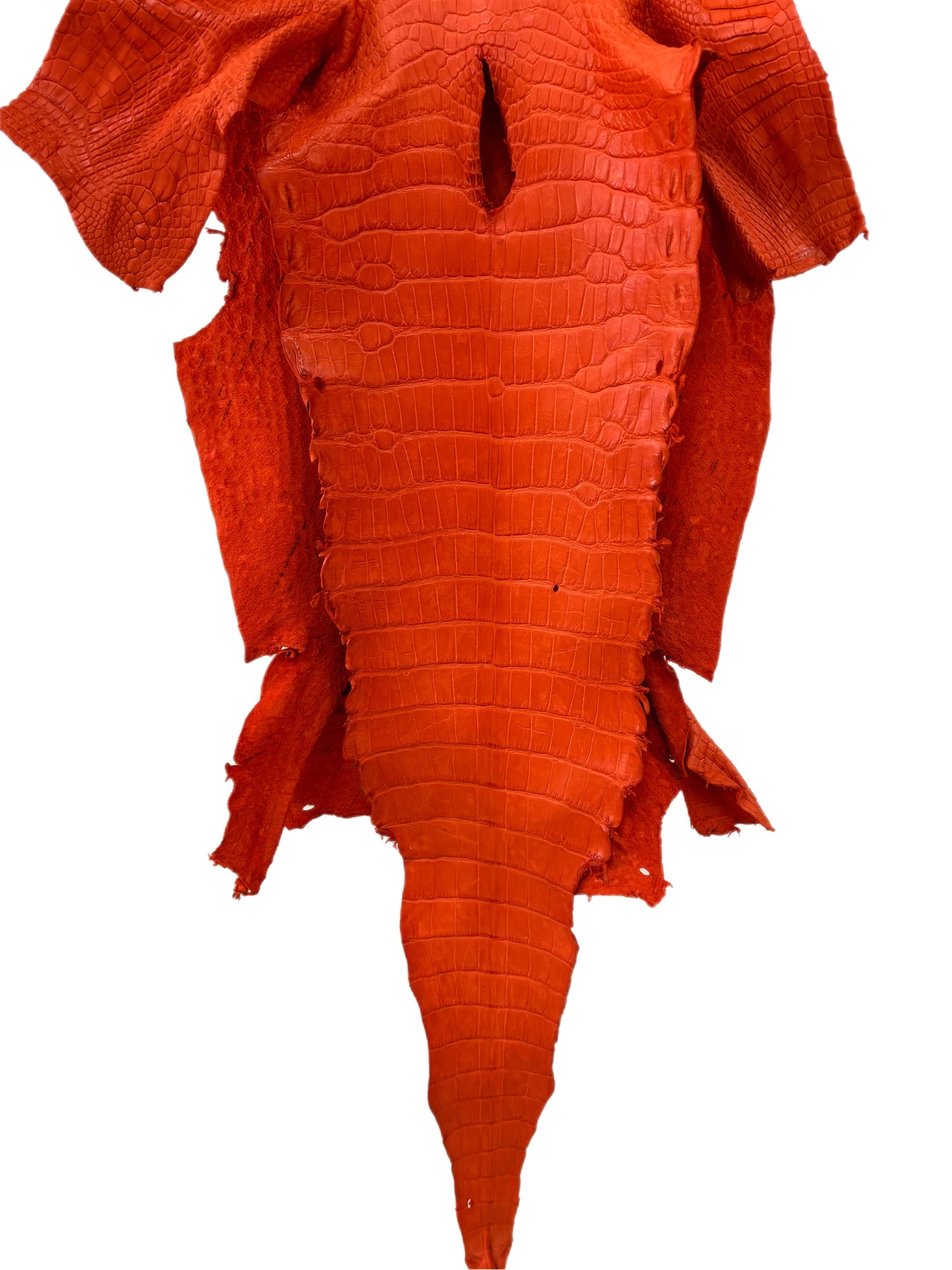 41 cm Grade 3/4 Orange Matte Wild American Alligator Leather - Tag: LA23-0003797