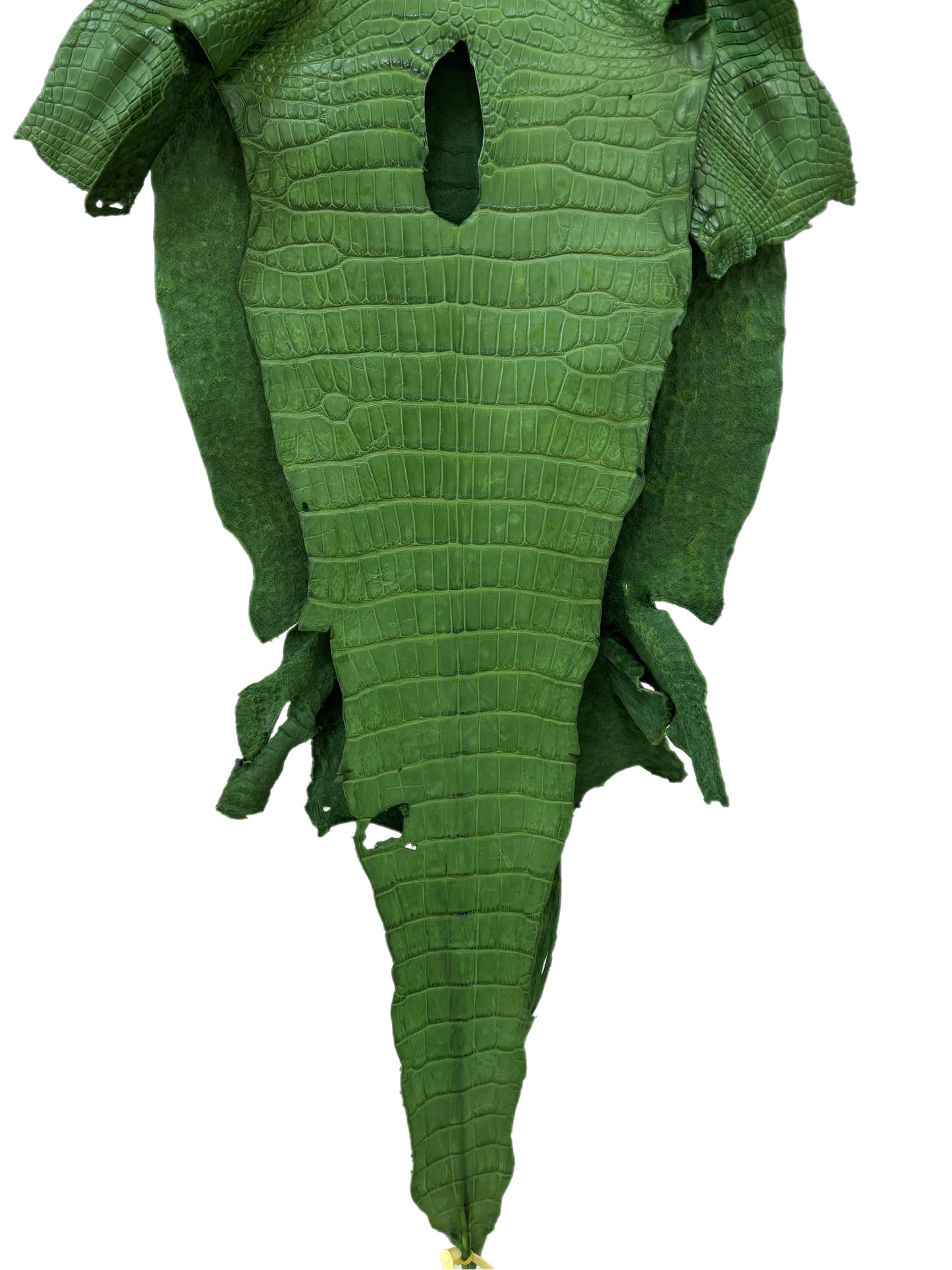 41 cm Grade 3/4 Jungle Green Matte Wild American Alligator Leather - Tag: LA23-0003476