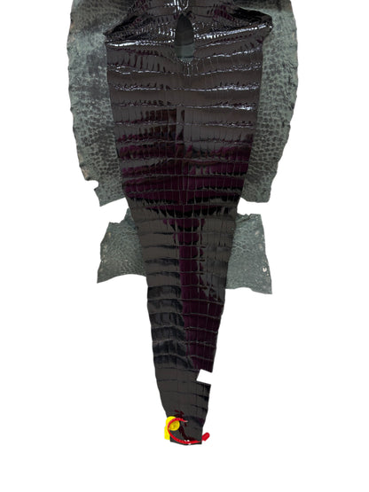 37 cm Grade 2/3 Black Glazed Wild American Alligator Leather - Tag: ITCC-0539901