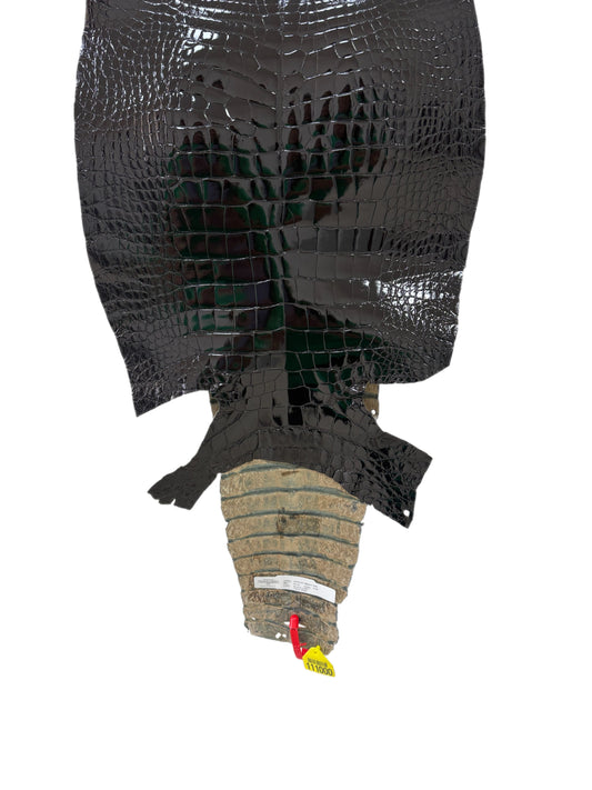 39 cm Grade 2/3 Black Glazed Wild American Alligator Leather - Tag: ITCC-0539882