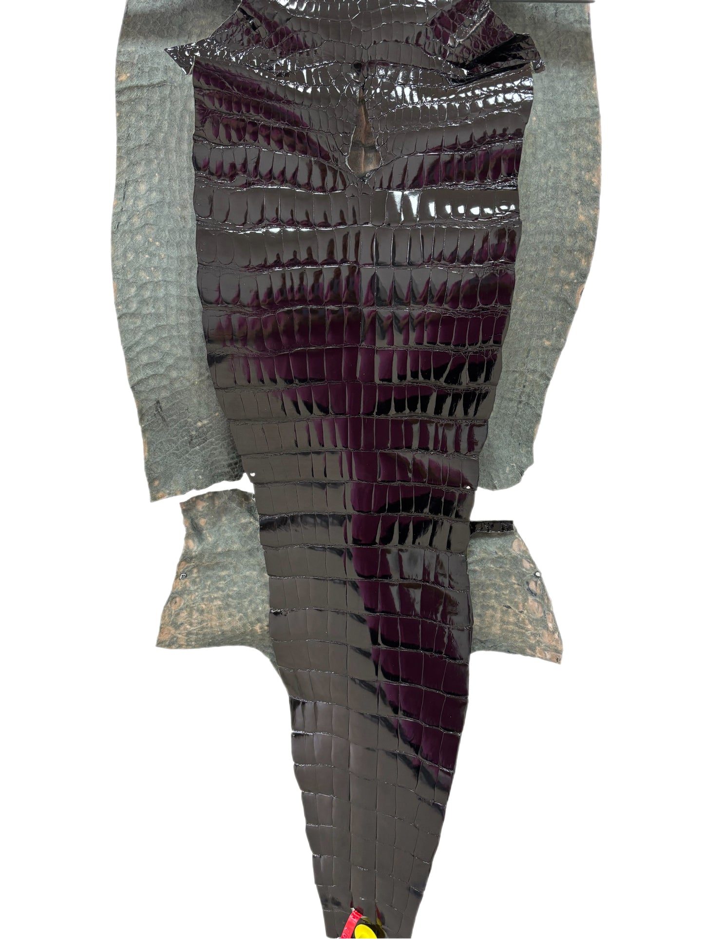 41 cm Grade 1/2 Black Glazed Wild American Alligator Leather - Tag: ITCC-0539897