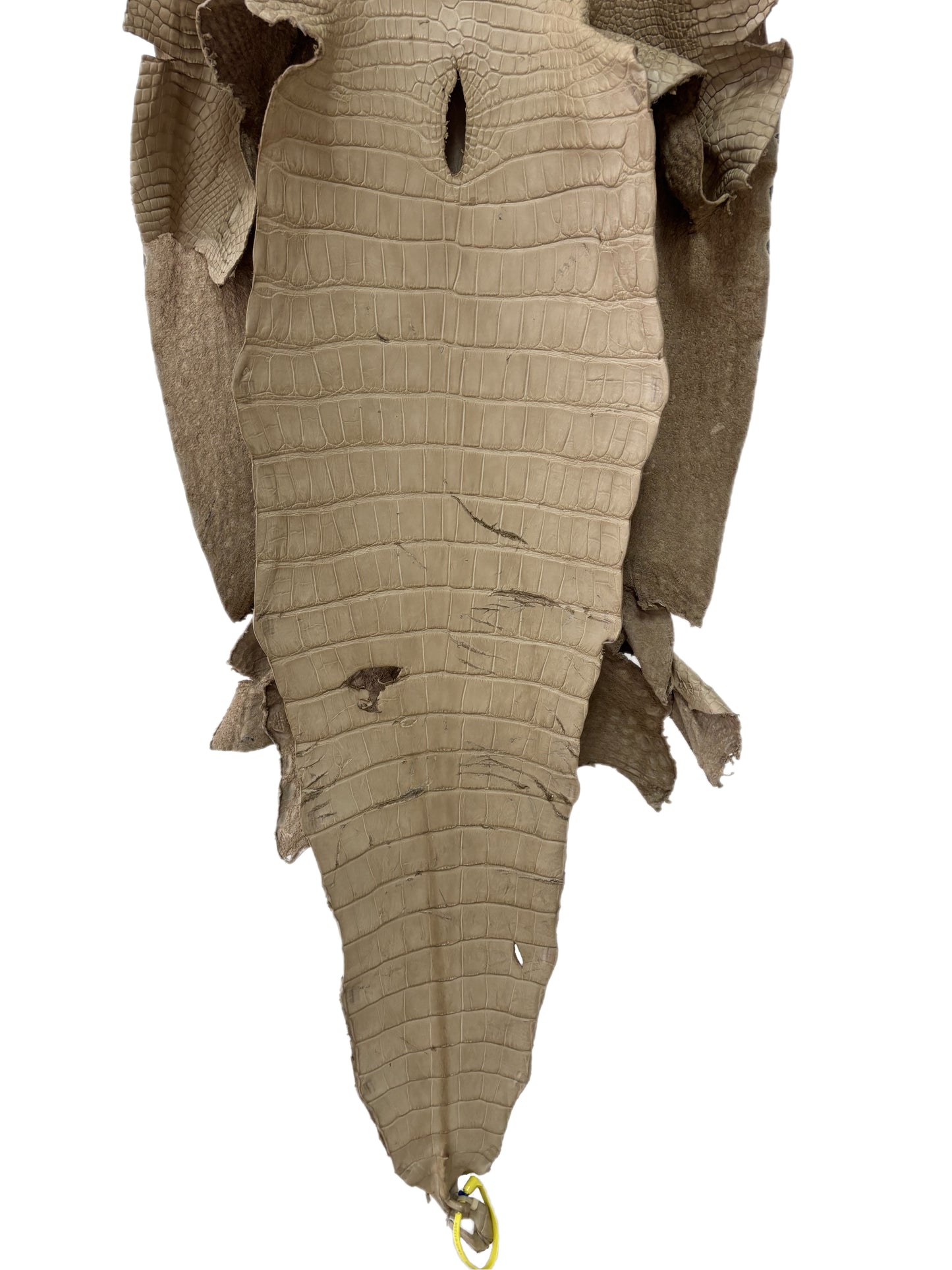 47 cm Grade 2/3 Oatmeal Matte Wild American Alligator Leather - Tag: LA25-0037250