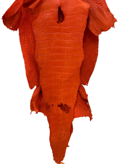 43 cm Grade 2/3 Orange Matte Wild American Alligator Leather - Tag: LA23-0023250