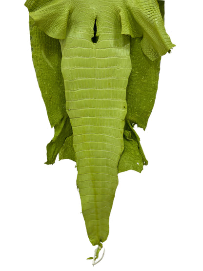 43 cm Grade 3/4 Chartreuse Matte Wild American Alligator Leather - Tag: LA23-0033896
