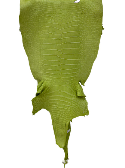 42 cm Grade 3/4 Chartreuse Matte Wild American Alligator Leather - Tag: LA23-0024224