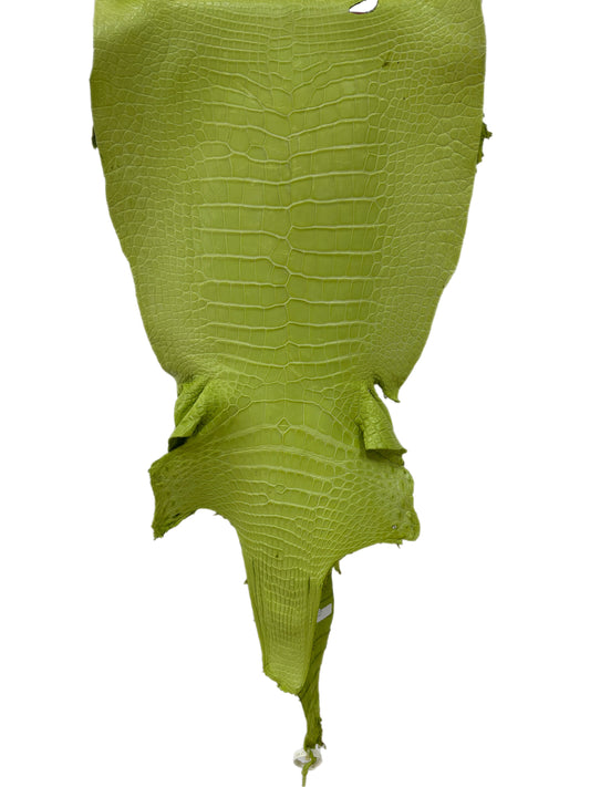 42 cm Grade 3/4 Chartreuse Matte Wild American Alligator Leather - Tag: LA23-0024224