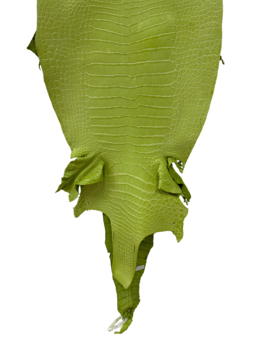 41 cm Grade 3/4 Chartreuse Matte Wild American Alligator Leather - Tag: LA23-0003426