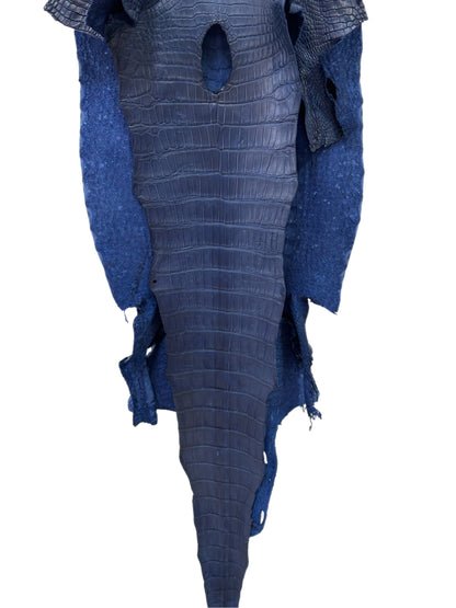43 cm Grade 2/3 Admiral Blue Matte Wild American Alligator Leather - Tag: LA23-0014845
