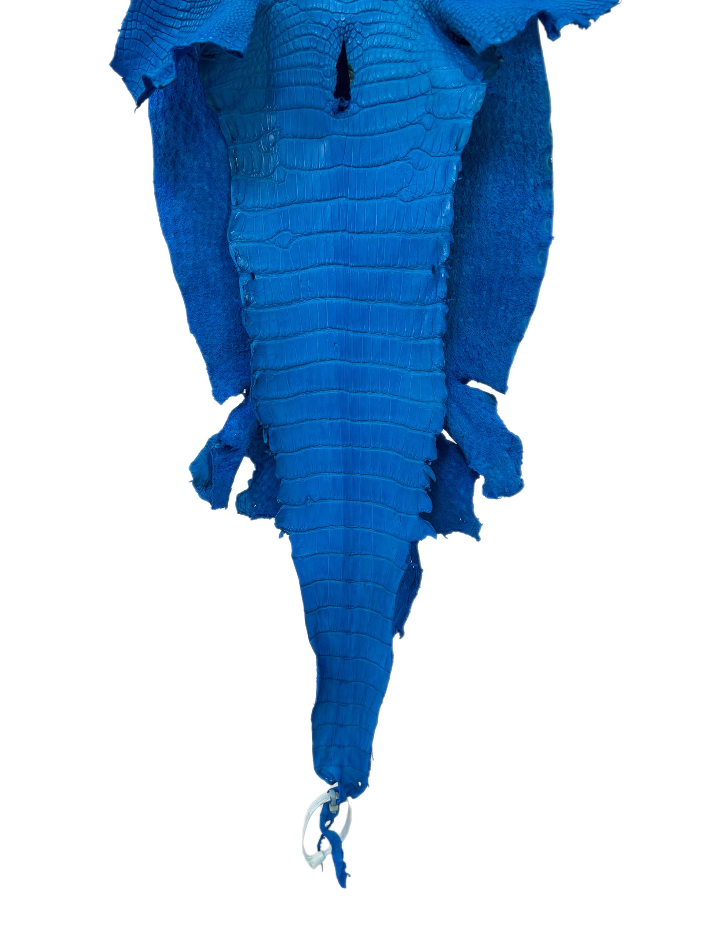 31 cm Grade 2/3 Ultramarine Matte Wild American Alligator Leather - Tag: LA23-0004843