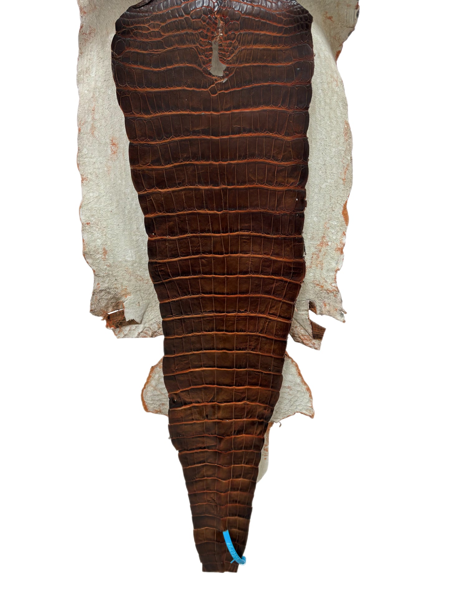 37 cm Grade 1/2 Sienna Matte Wild American Alligator Leather - Tag: ESRE-0050797