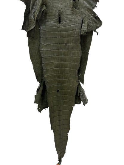 33 cm Grade 2/3 Olive Matte Wild American Alligator Leather - Tag: MS24-0000653