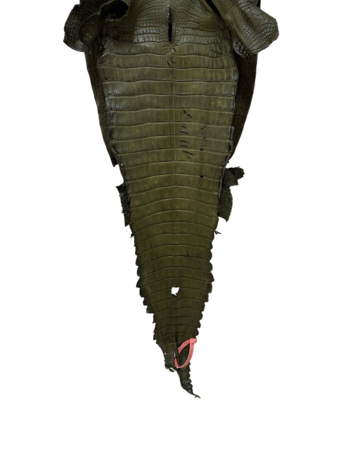 31 cm Grade 2/3 Olive Matte Farm-Raised American Alligator Leather - Tag: FL21-0024428