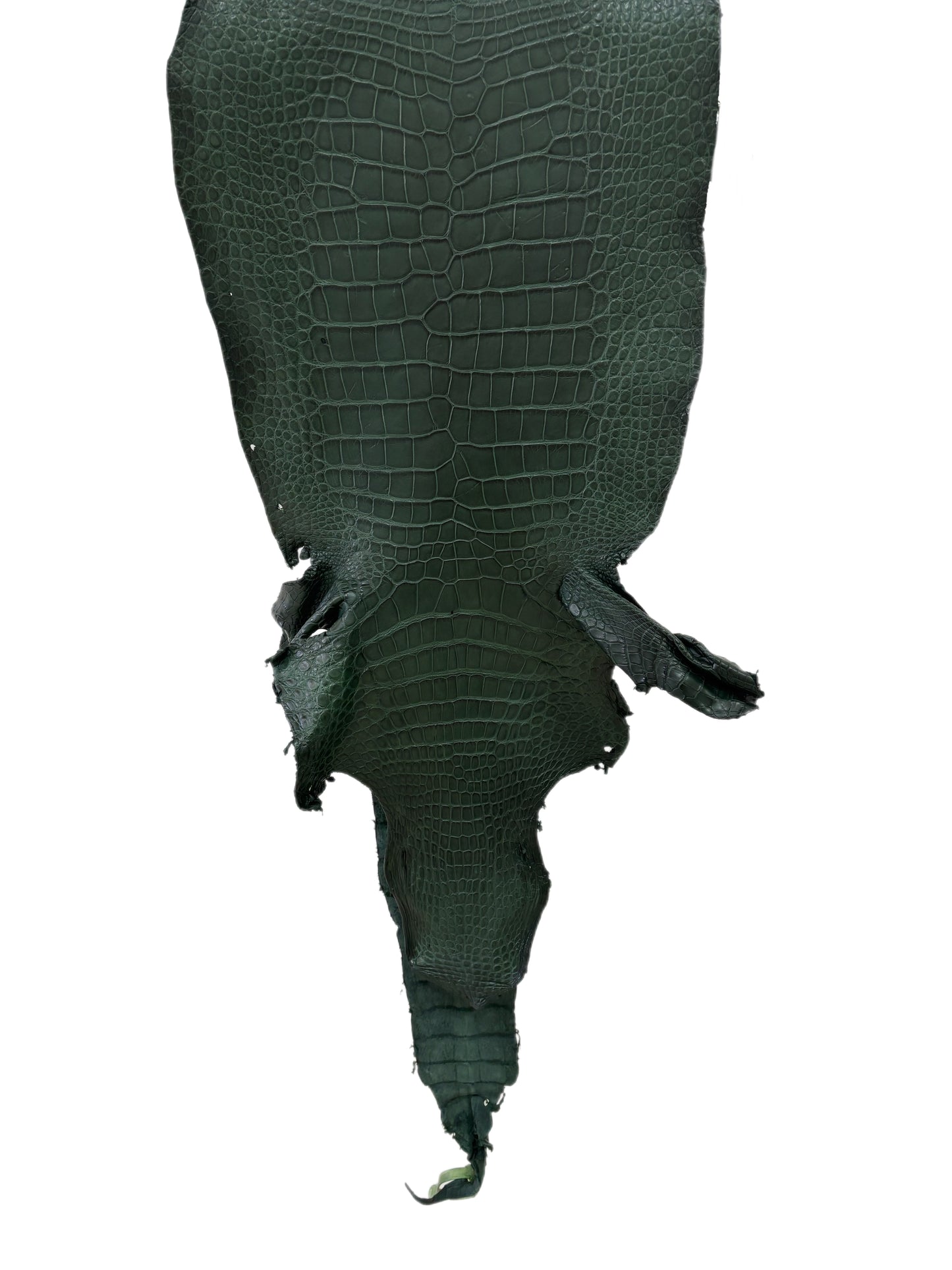 36 cm Grade 2/3 Forest Green Matte Wild American Alligator Leather - Tag: LA23-0004641