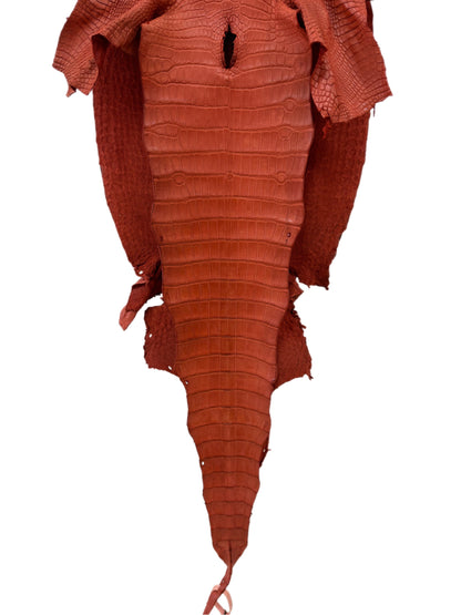 38 cm Grade 2/3 Pumpkin Matte Wild American Alligator Leather - Tag: LA18-0037647