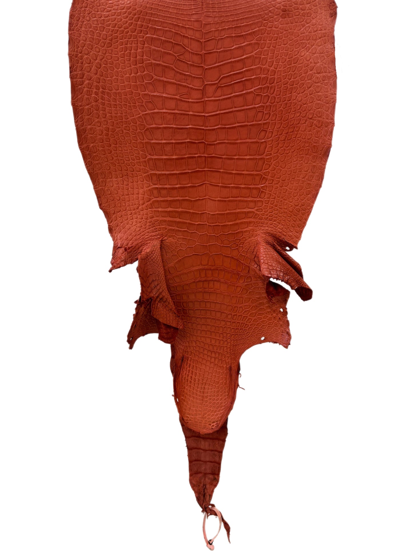38 cm Grade 2/3 Pumpkin Matte Wild American Alligator Leather - Tag: LA18-0037647