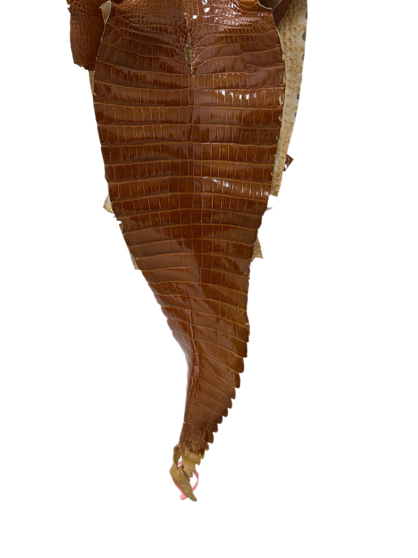 32 cm Grade 1/2 Cognac Glazed Farm-Raised American Alligator Leather - Tag: FL21-0024337