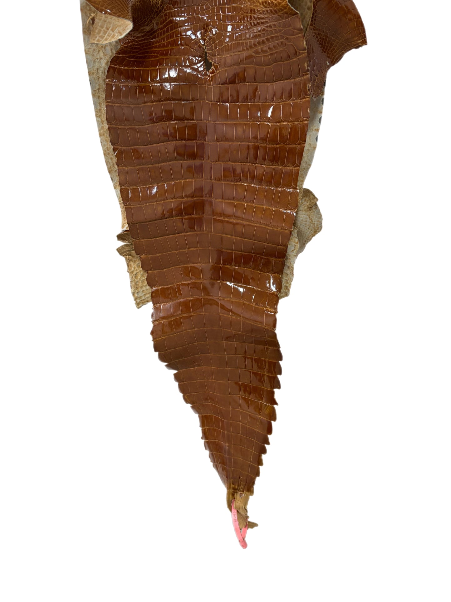 32 cm Grade 1/2 Cognac Glazed Farm-Raised American Alligator Leather - Tag: FL21-0024158