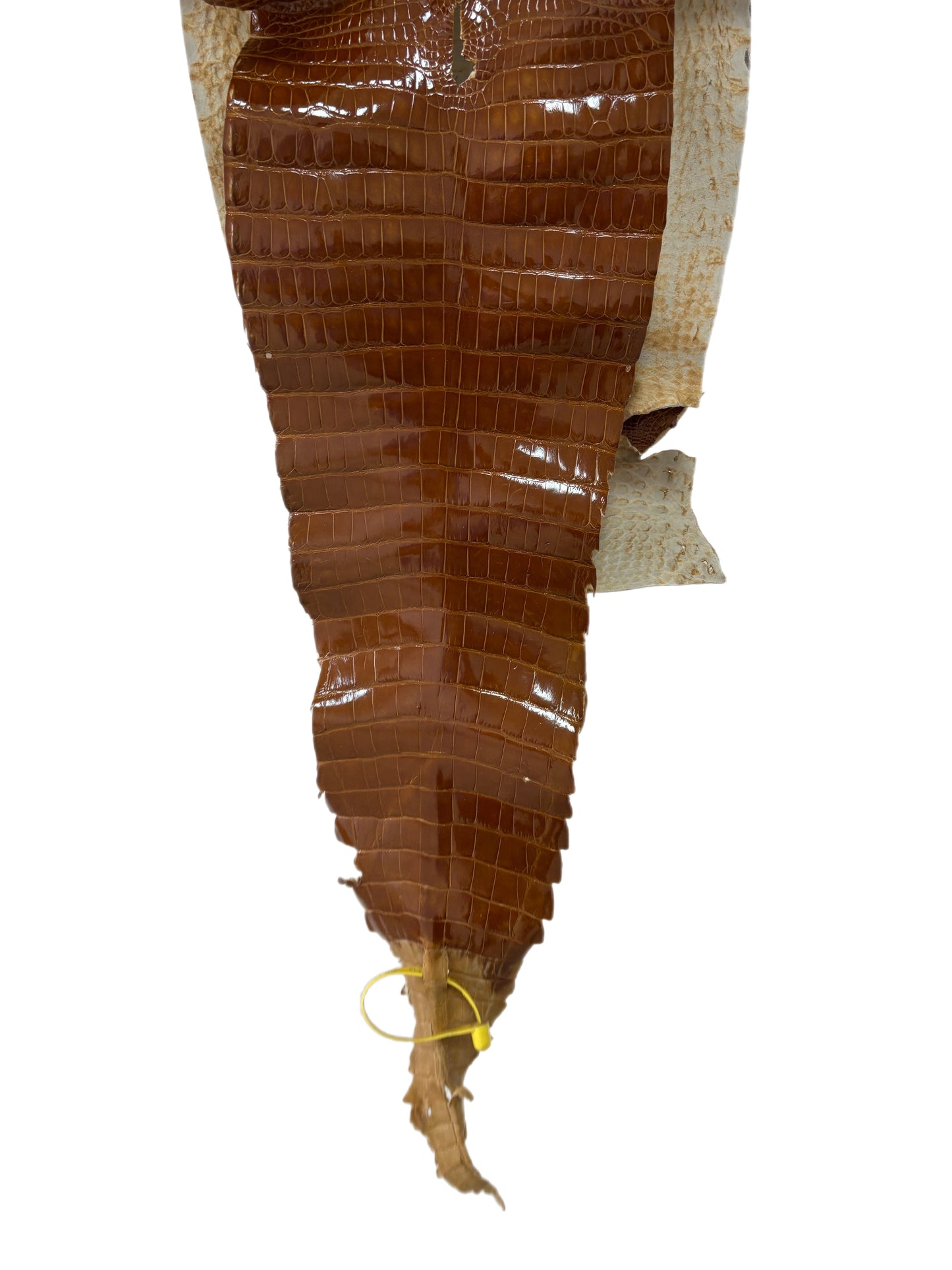 28 cm Grade 2/3 Cognac Glazed Farm-Raised American Alligator Leather - Tag: FL22-0030377