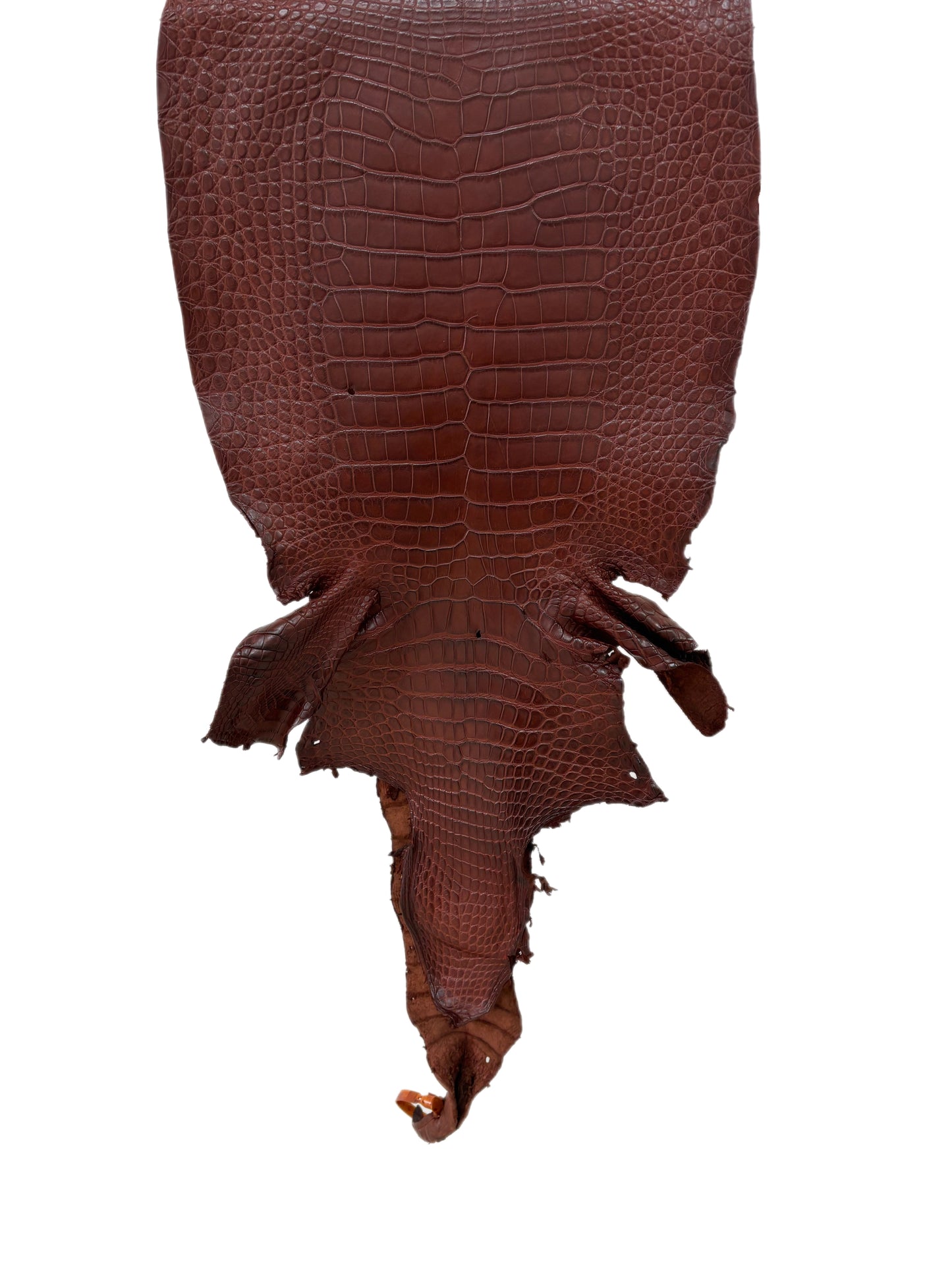 38 cm Grade 2/3 Italian Gold Matte Wild American Alligator Leather - Tag: LA23-0002949
