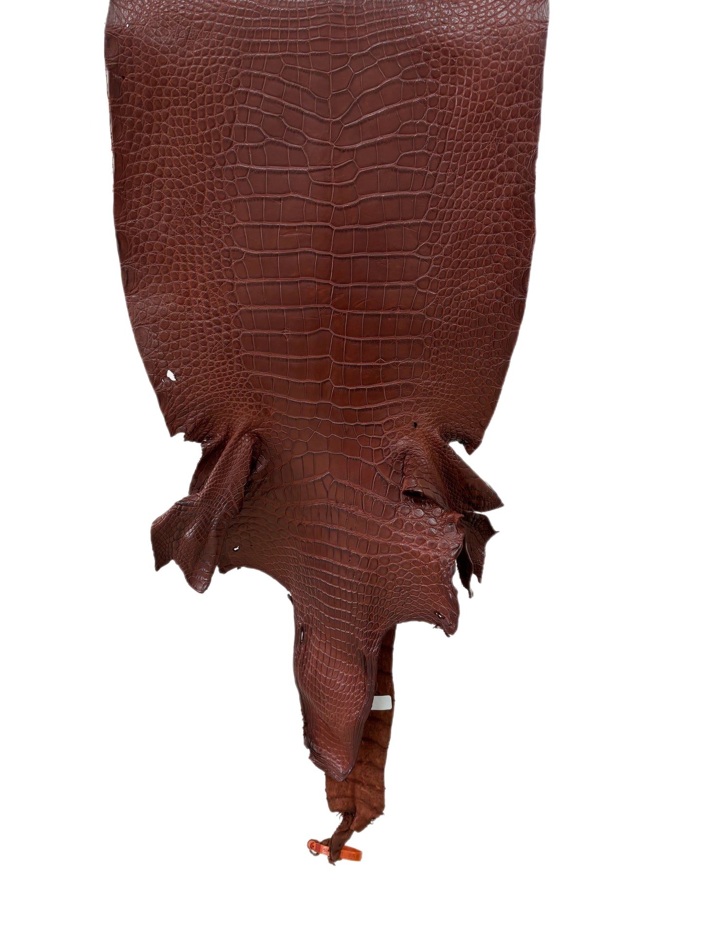 40 cm Grade 3/4 Italian Gold Matte Wild American Alligator Leather - Tag: LA24-0022905