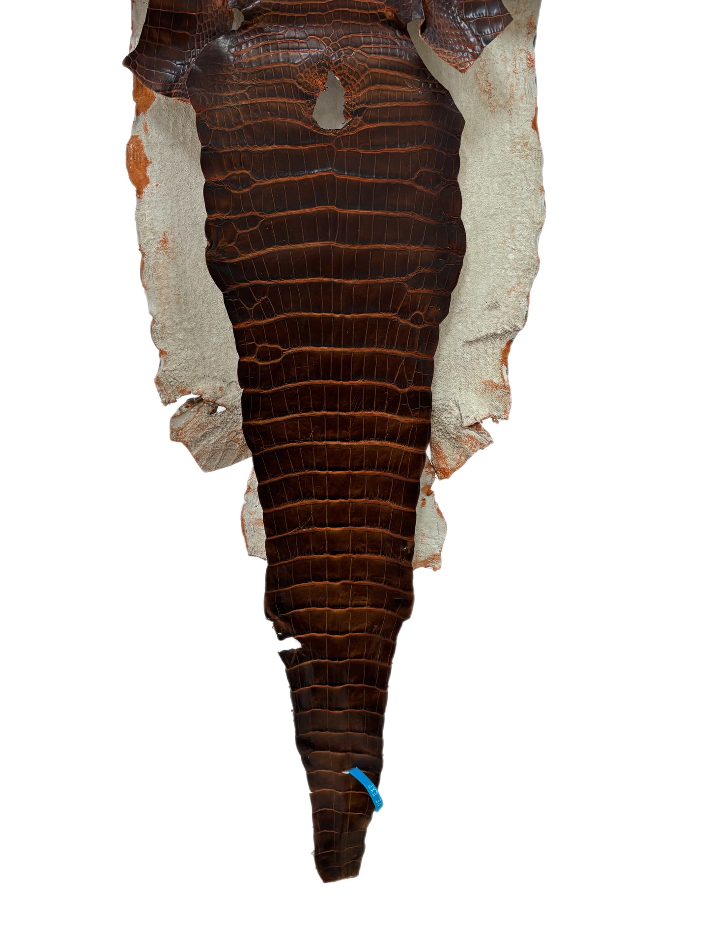 35 cm Grade 1/2 Sienna Matte Wild American Alligator Leather - Tag: ESRE-0050791