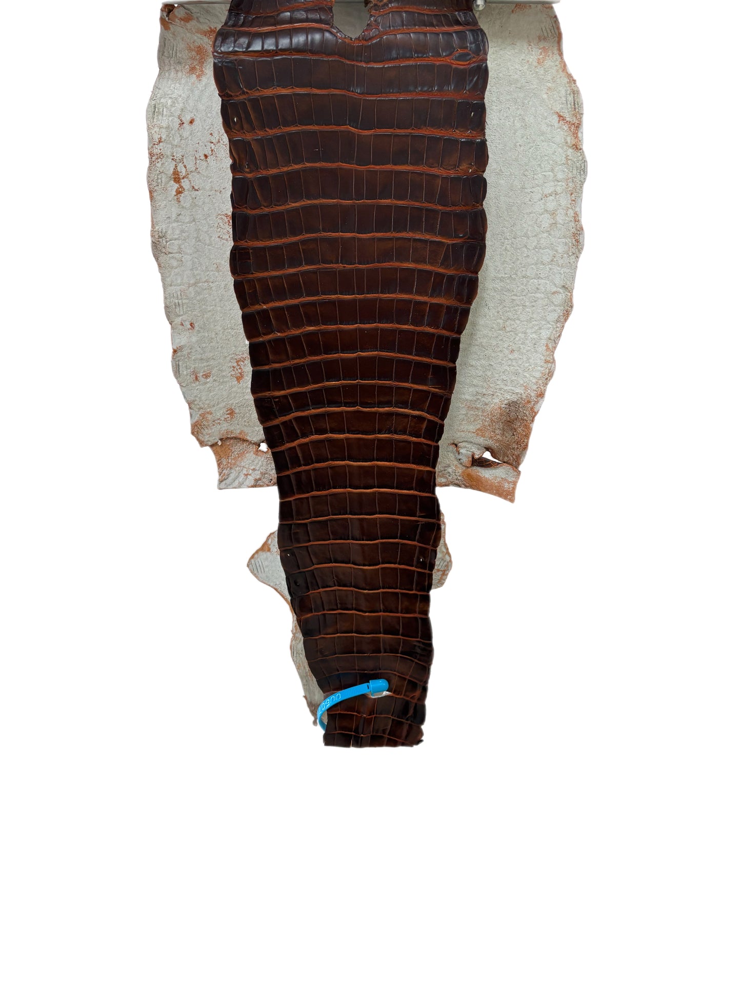 31 cm Grade 1/2 Sienna Matte Wild American Alligator Leather - Tag: ESRE-0050761