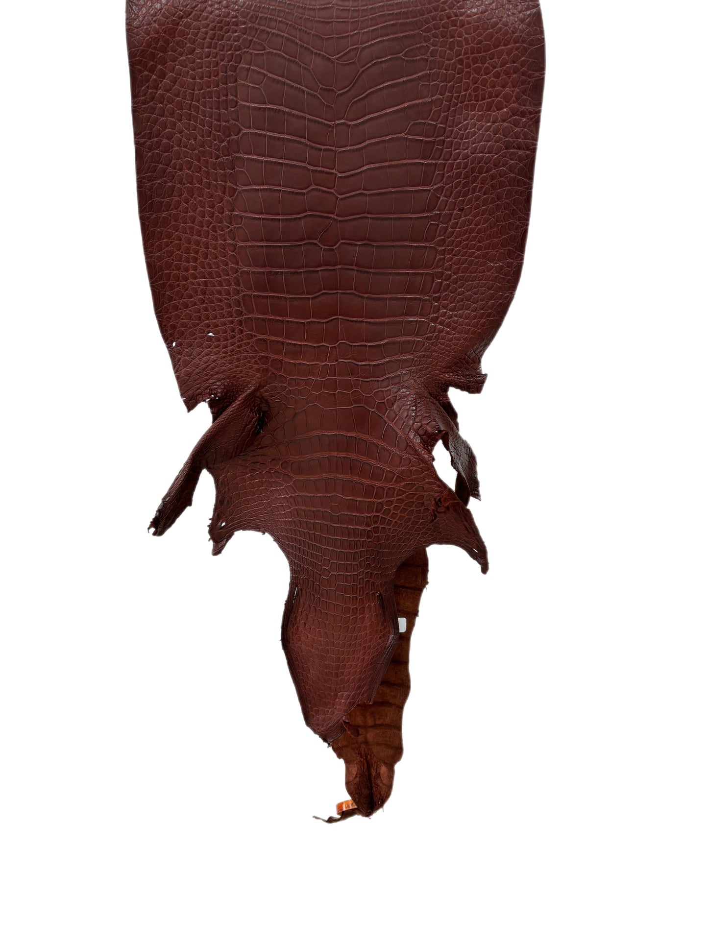 36 cm Grade 2/3 Italian Gold Matte Wild American Alligator Leather - Tag: LA23-0027015