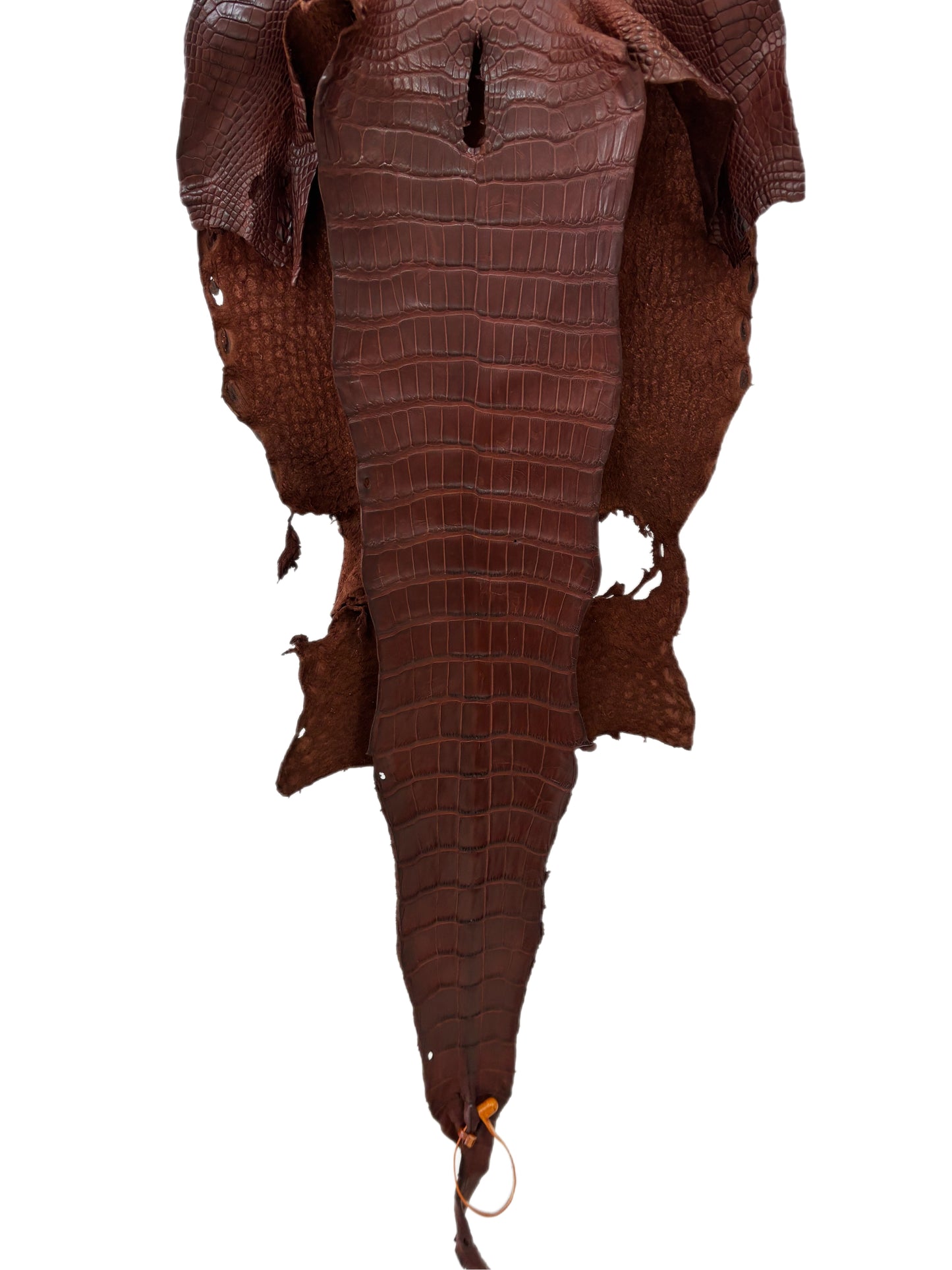 34 cm Grade 2/3 Italian Gold Matte Wild American Alligator Leather - Tag: LA19-0037627