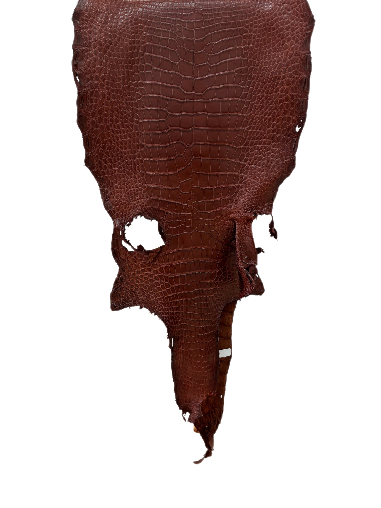 34 cm Grade 2/3 Italian Gold Matte Wild American Alligator Leather - Tag: LA19-0037627